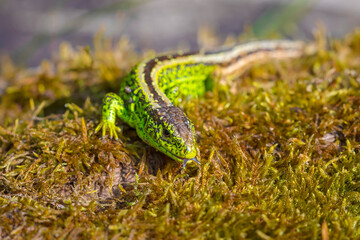 Sand lizard, Lacerta agilis, green male