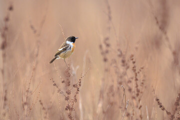 Male Stonechat, Saxicola rubicola, bird singing