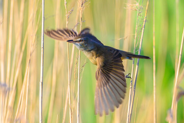 Close up of a great reed warbler, acrocephalus arundinaceus, bird singing in reeds