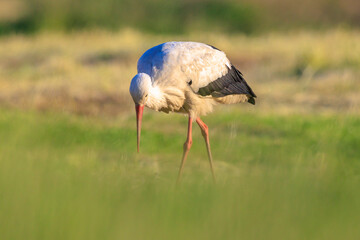 Stork, Ciconia ciconia, foraging in grass