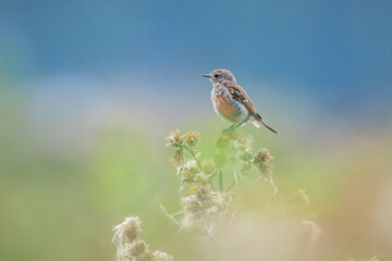 Juvenile Stonechat, Saxicola rubicola, bird singing