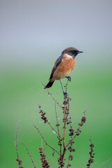 Male Stonechat, Saxicola rubicola, bird singing