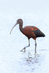 Glossy ibis, Plegadis falcinellus, wader bird in breeding plumage