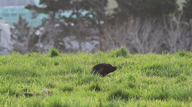 Pukeko Bird Walking Through Green Grass In New Zealand