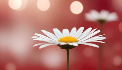 A perfect daisy with white petals and a yellow center, glowing against a soft red background.