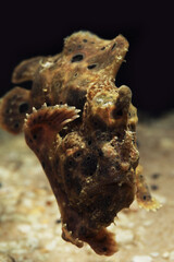 Spotted or painted frogfish (Antennarius pictus)	