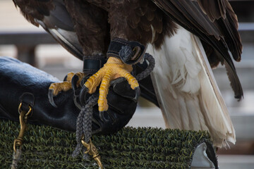 Bald Eagle talons close-up