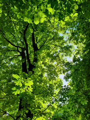View from below into treetop of lush horse chestnut tree with fresh green leaves in backlit against bright sky at sunny spring day. Vertical springtime natural background from chestnut foliage.