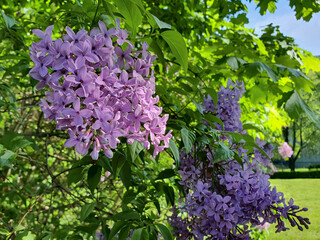 Close-up of lush blooming Syringa or Lilac bush in full blossom with bright purple flowers on branch against blurred green leaves background at sunny spring day. Beautiful springtime nature.