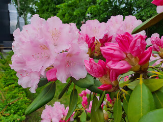 Closeup of lush blooming Rhododendron Azalea bush with bright pink flowers among fresh green leaves outdoors in ornamental botanical garden at spring day. Springtime natural background, macro shot.