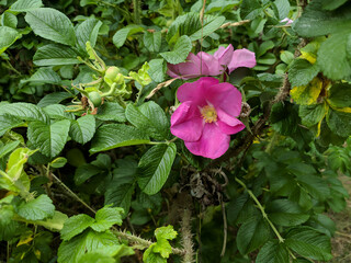 Pink rosehip flower among lush green leaves on a blossoming shrub of wild Rosa canina or dog rose or sweetbriar at sunny summer day. With no people beautiful summertime natural background.