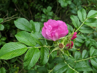 Closeup of single pink rosehip flower among lush green leaves on a blossom bush of wild Rosa canina or dog rose or briar at sunny summer day. Beautiful summertime natural background, macro shot.