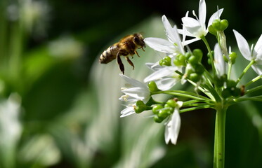 Biene fliegt zu einer Bärlauchblüte