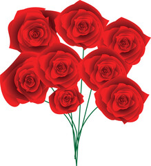 red roses on white background in vicetor