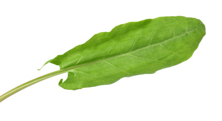 One fresh green sorrel leaf isolated on white