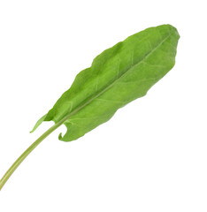 One fresh green sorrel leaf isolated on white