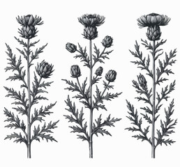 Hand drawn artichokes Botanical drawing. Simple line art thistle, stems illustration. Black and White wild flowers. Protea plants. Set of teasel outline doodle floral sketch. Leaves Silybum marianum