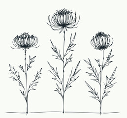 Hand drawn artichokes Botanical drawing. Simple line art thistle, stems illustration. Black and White wild flowers. Protea plants. Set of teasel outline doodle floral sketch. Leaves Silybum marianum