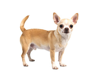 Fototapeta premium 元気いっぱいにしっぽを振るチワワの楽しげな姿が心を和ませる