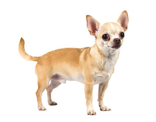 Obraz premium 元気いっぱいにしっぽを振るチワワの楽しげな姿が心を和ませる