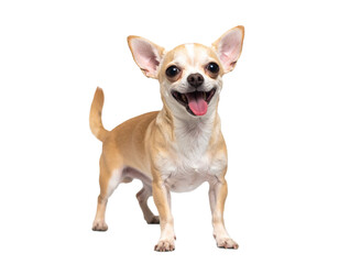 Obraz premium 元気いっぱいにしっぽを振るチワワの楽しげな姿が心を和ませる