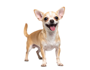 元気いっぱいにしっぽを振るチワワの楽しげな姿が心を和ませる

