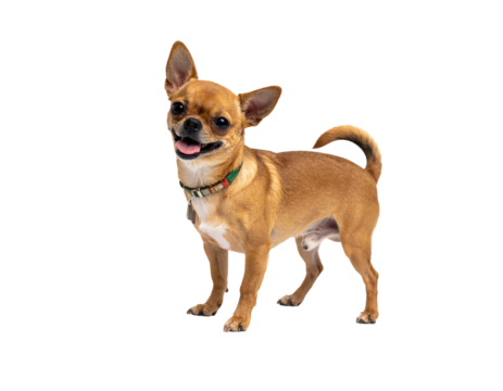 元気いっぱいにしっぽを振るチワワの楽しげな姿が心を和ませる

