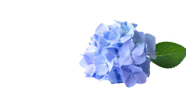 一輪の紫陽花がそっと佇む清涼感あふれる青紫のグラデーションの情景

