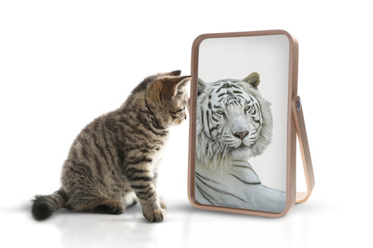 Kitten reflecting as tiger in mirror on white background. Opposite, contrast, difference