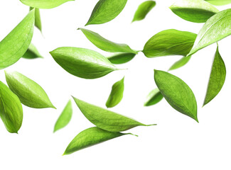 Many fresh green leaves flying on white background