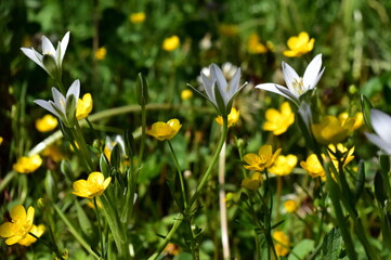 Milchsterne und Butterblumen auf einer Frühlingswiese