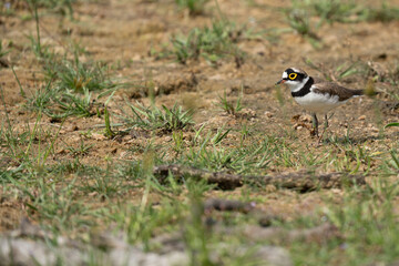  little ringed plover  in its natural habitat