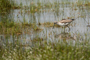 common greenshank in its natural habitat
