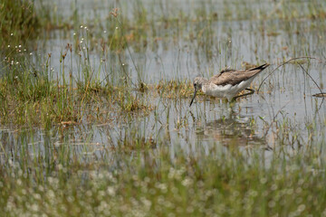 common greenshank in its natural habitat