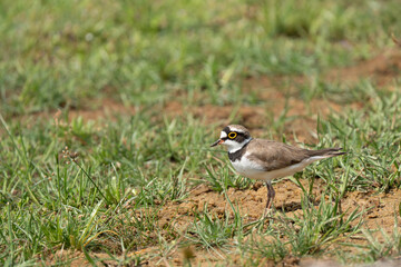  little ringed plover  in its natural habitat