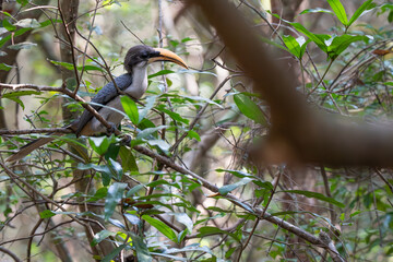 Sri Lanka grey hornbill  perching on tree