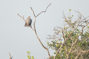 An isolated lizard hawk bird on a barren tree branch, its wings spread out in a majestic display