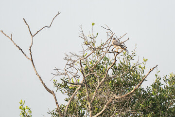 An isolated lizard hawk bird on a barren tree branch, its wings spread out in a majestic display