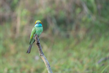 A green bee-eater bird perched on a tree branch