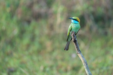 A green bee-eater bird perched on a tree branch