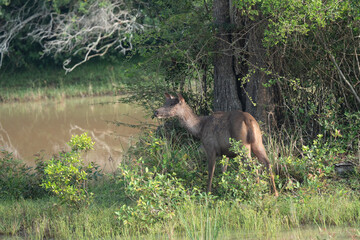 Sambar deer  in natural habitat in srilanka