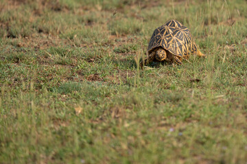  Indian star tortoise walking in the grass