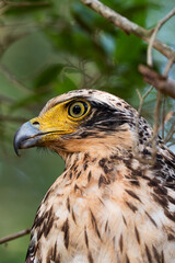 crested serpent eagle close-up portrait. Wildlife photo