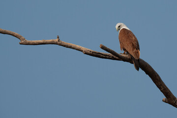 A low angle shot of a brahminy kite perched on a dead tree