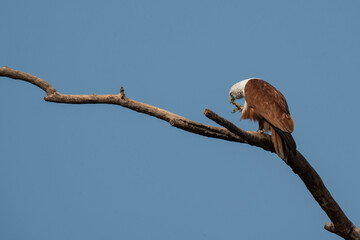 A low angle shot of a brahminy kite perched on a dead tree