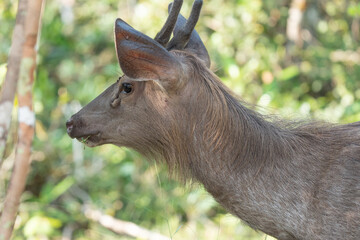 close up of a male  elk in srilanka