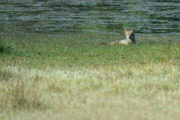 Golden jackal in its natural habitat - wildlife shot