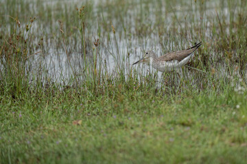 common greenshank in its natural habitat