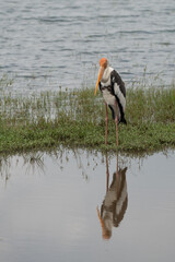  Painted stork in a lake during the day