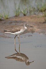 common greenshank in its natural habitat
